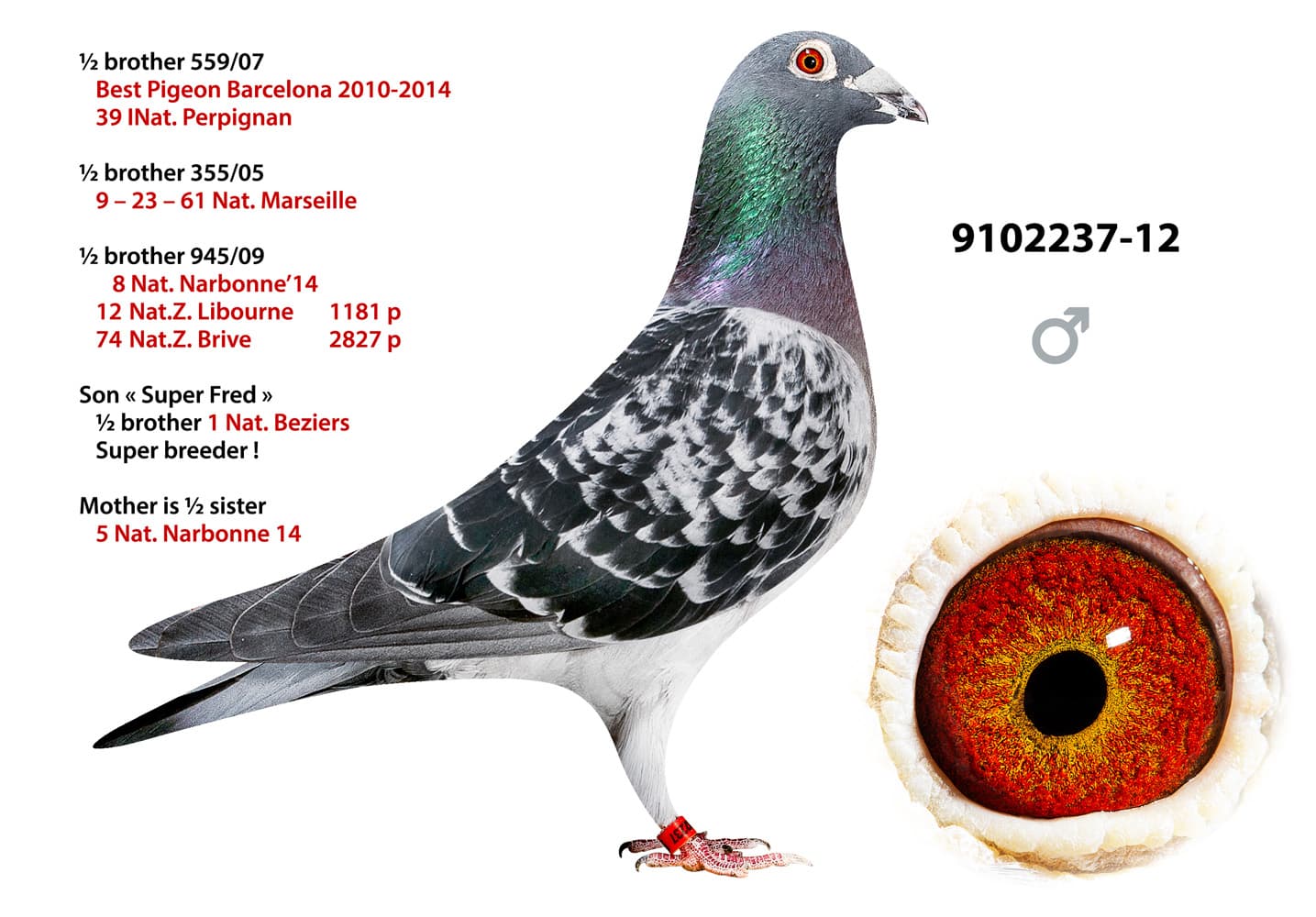 pigeon: undefined