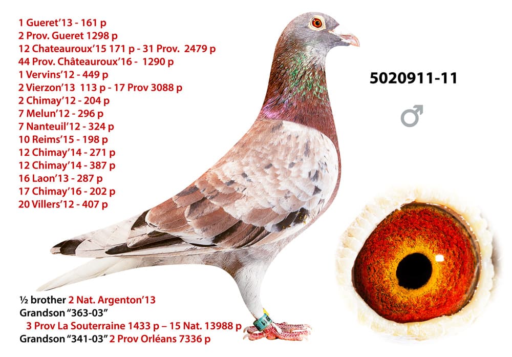 pigeon: undefined