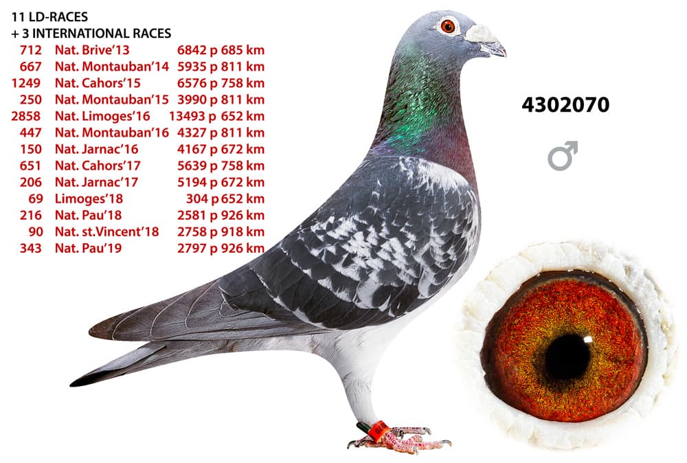 pigeon: StVincent 070