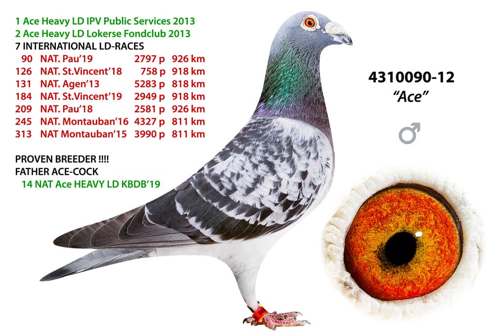 pigeon: Ace