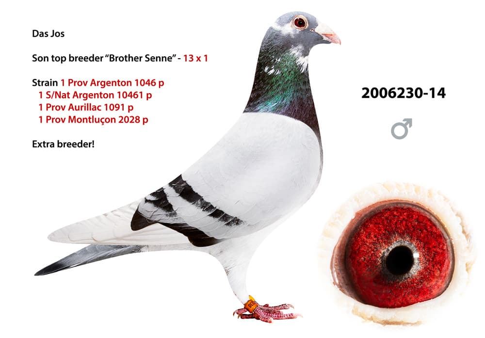 pigeon: undefined