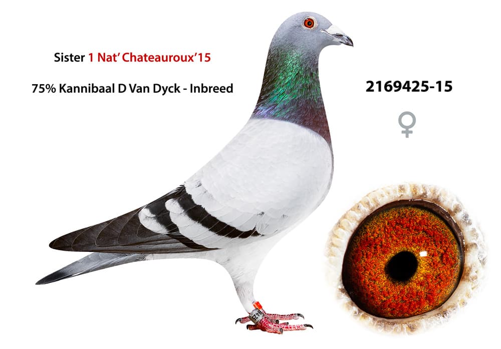 pigeon: undefined