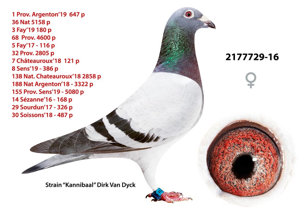 pigeon: undefined