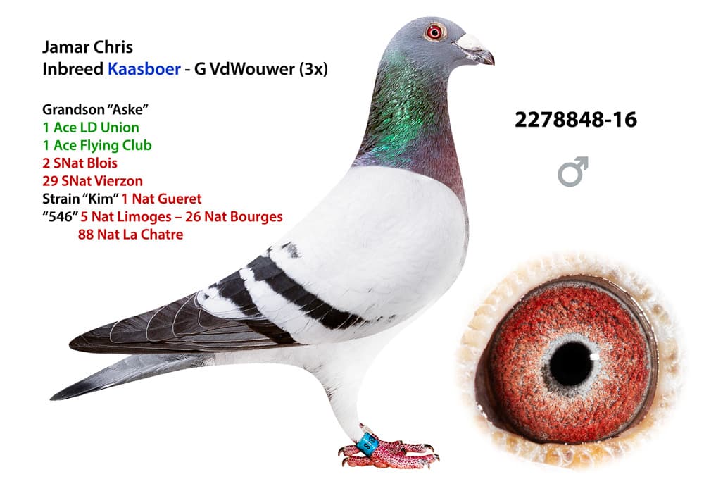 pigeon: undefined