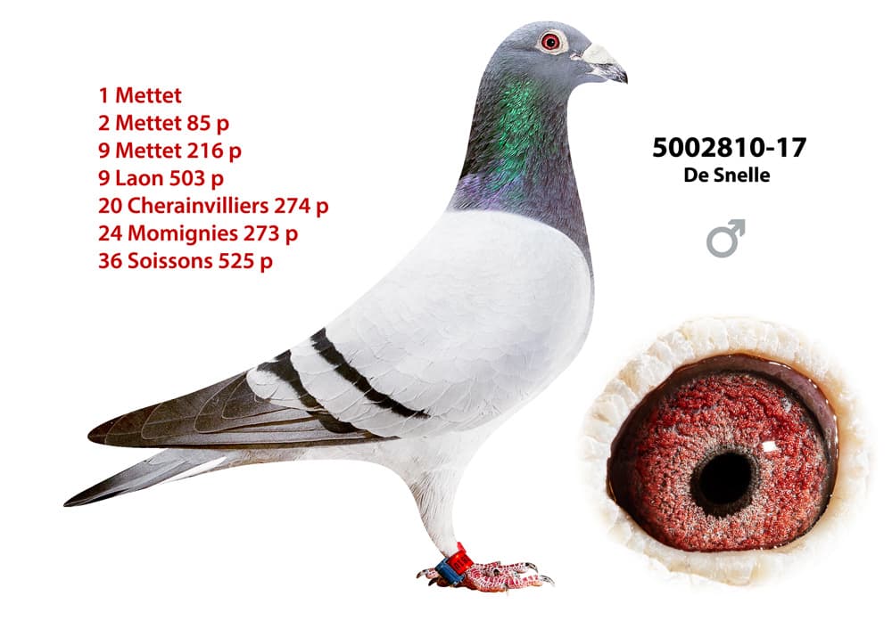 pigeon: undefined