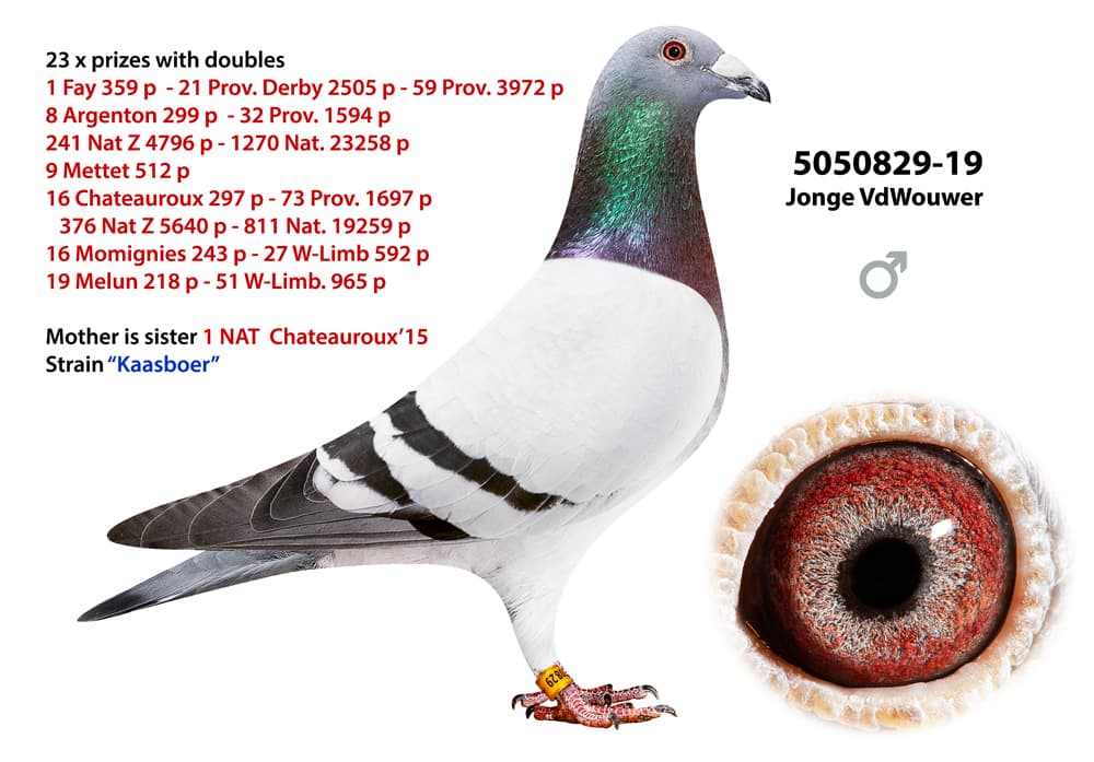 pigeon: undefined