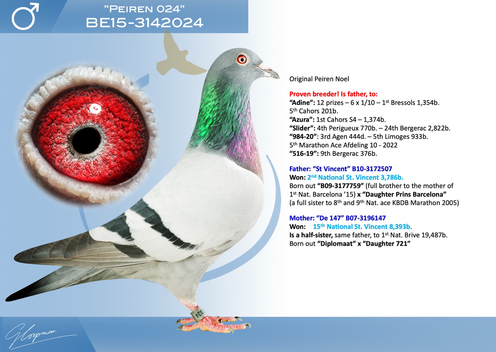 pigeon: undefined