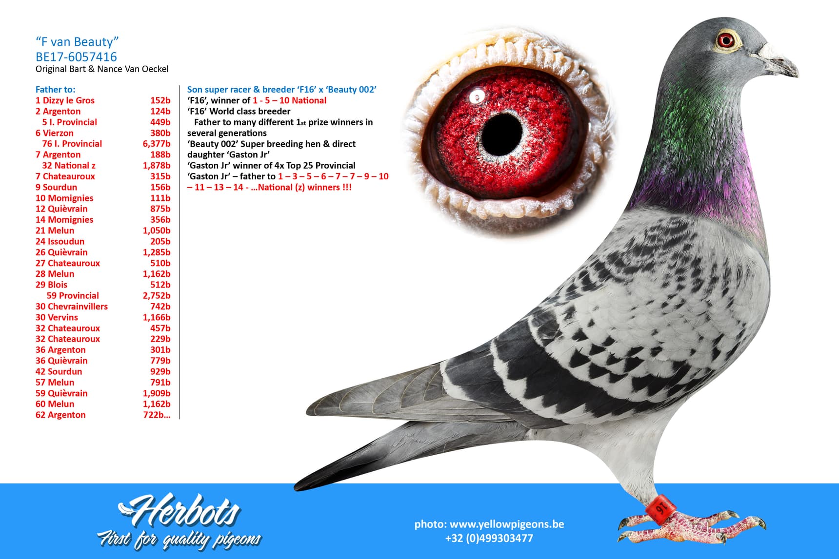 pigeon: undefined