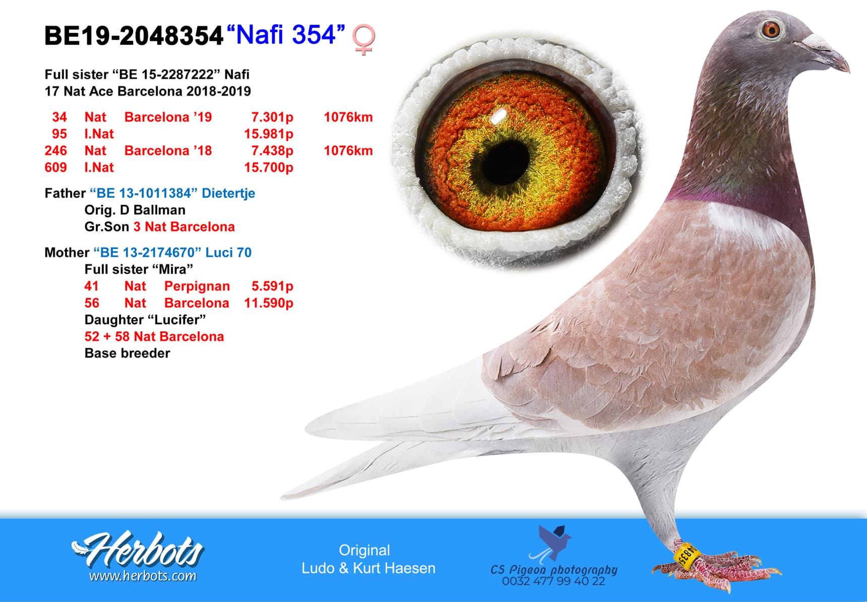 pigeon: "Nafi 354"