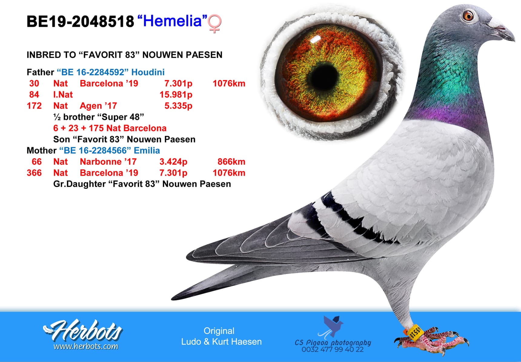 pigeon: "Hemelia"