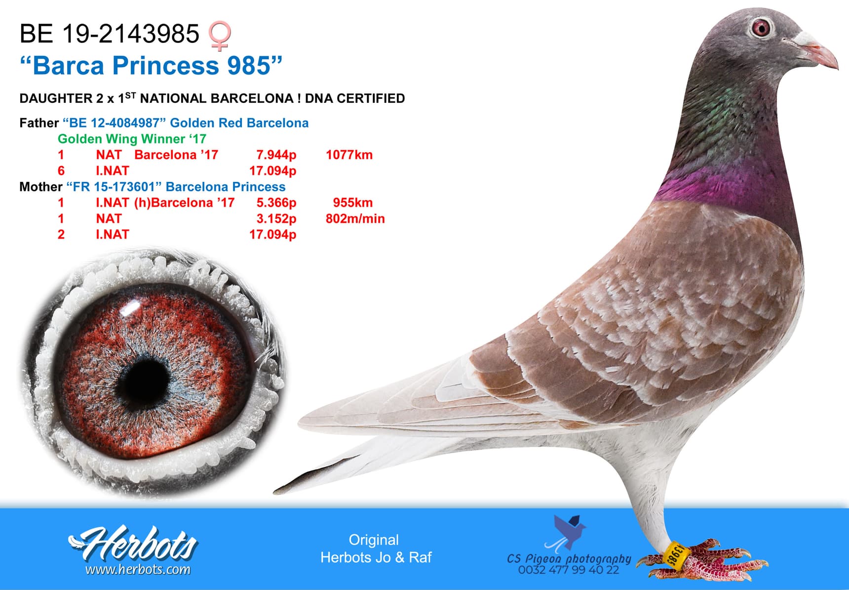 pigeon: "Barca Princess 985"