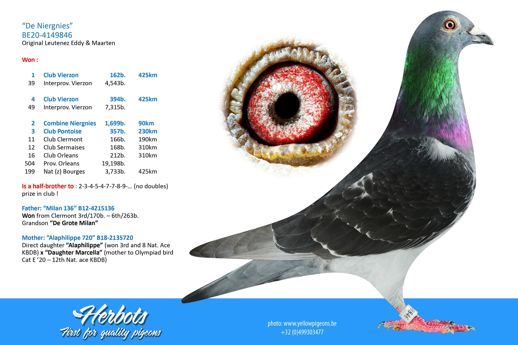 pigeon: undefined