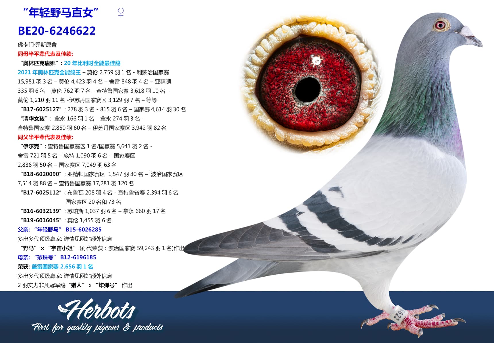 pigeon: undefined