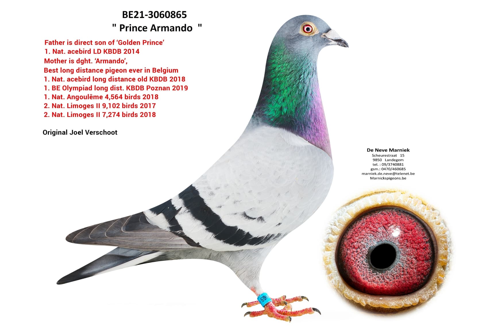 ‘Prince Armando’