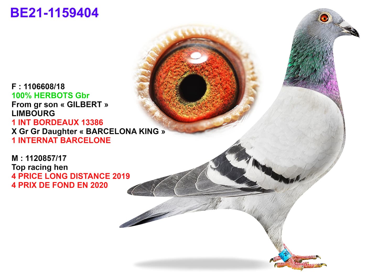 pigeon: Strain Gilbert