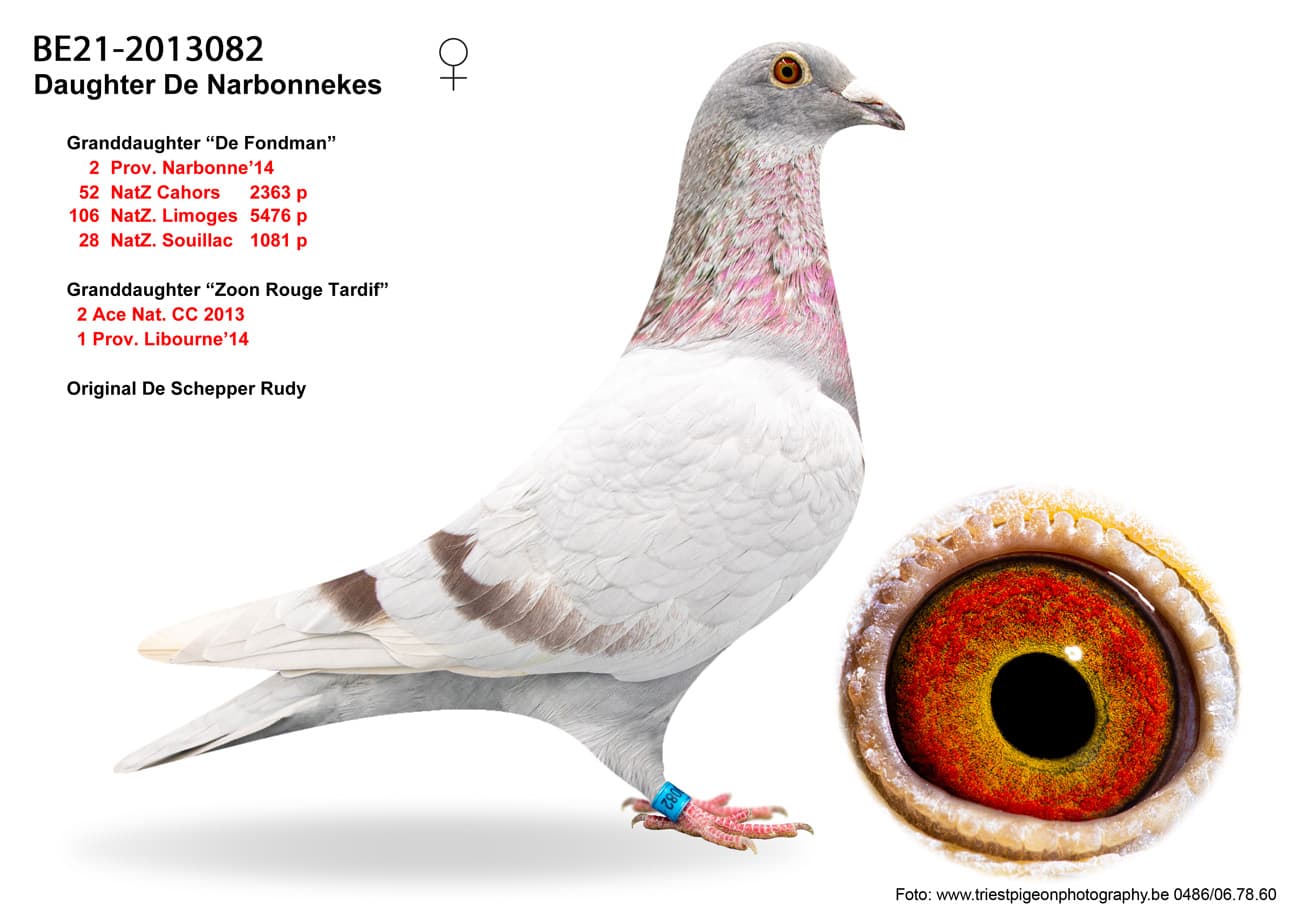 pigeon: Daughter De Narbonnekes