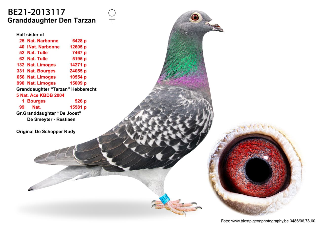 pigeon: Granddaughter Den Tarzan