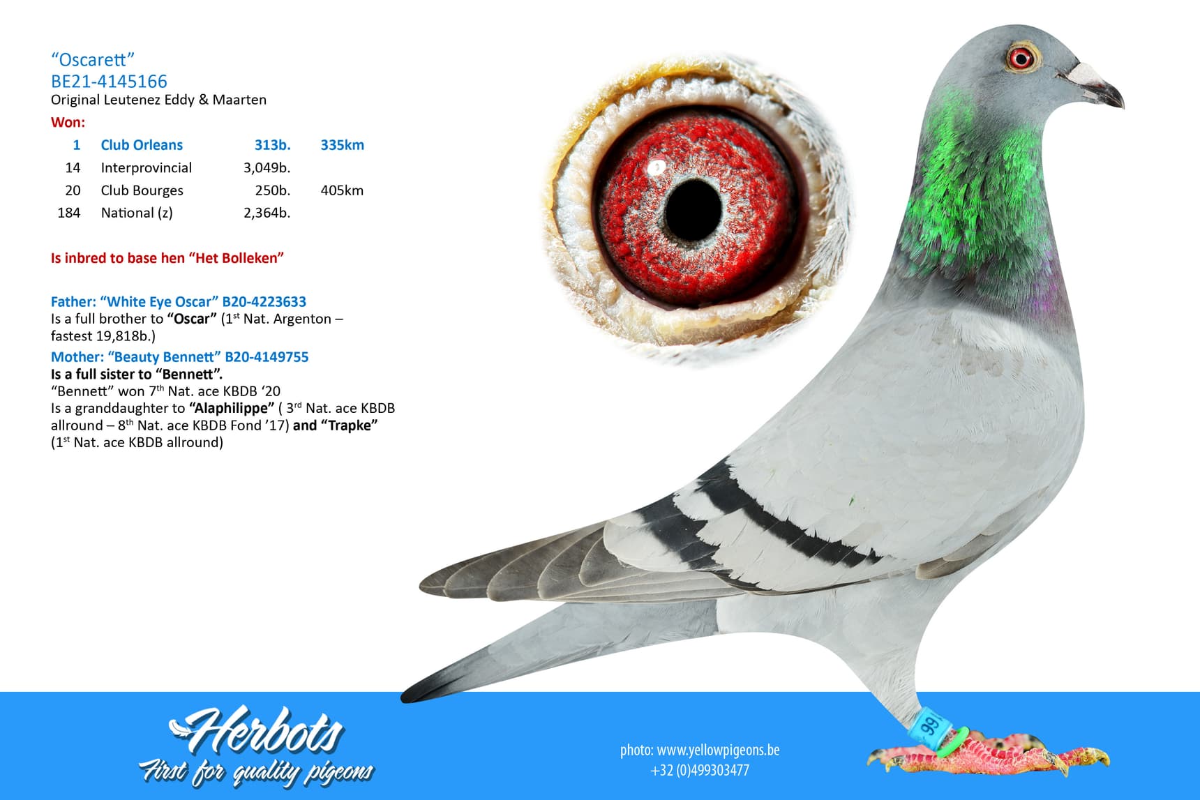 pigeon: undefined