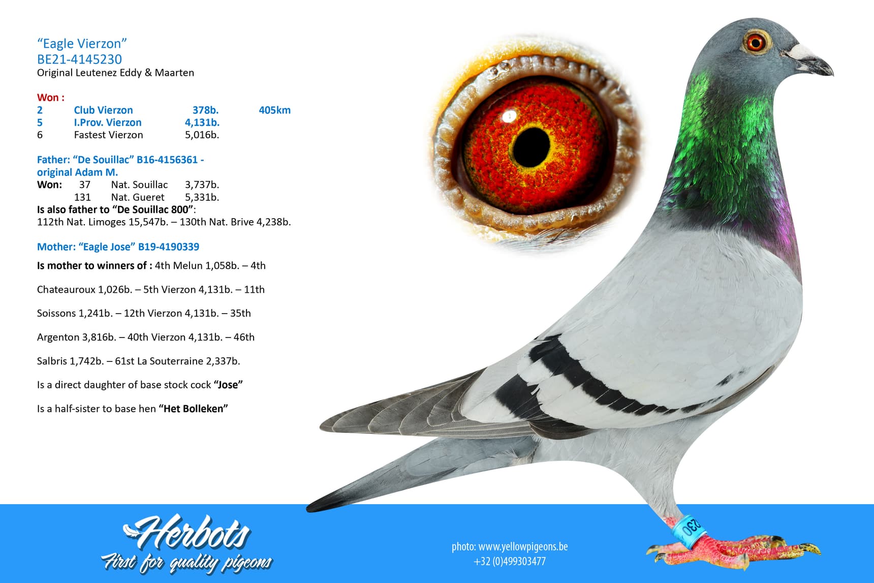 pigeon: undefined