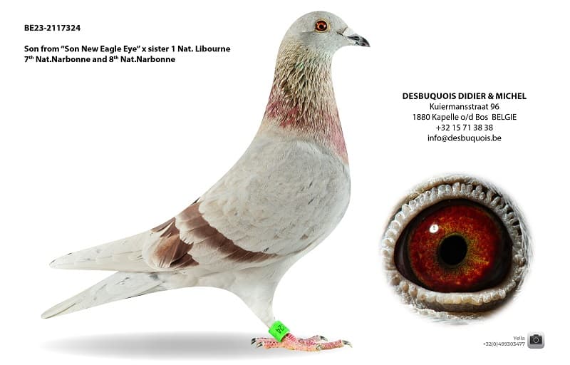 Grandson "New Eagle Eye"