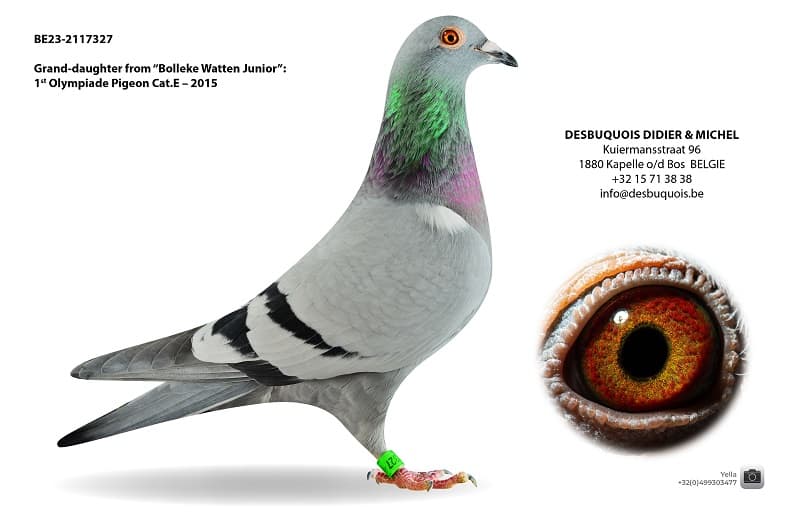 Gdaughter "Bolleke Watten Junior"