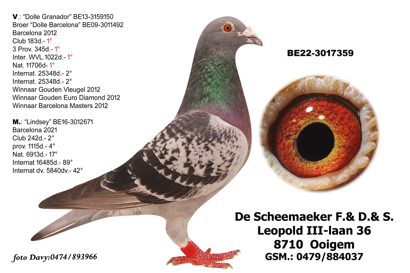 ‘Dolle Granador’ x ‘Lindsey’