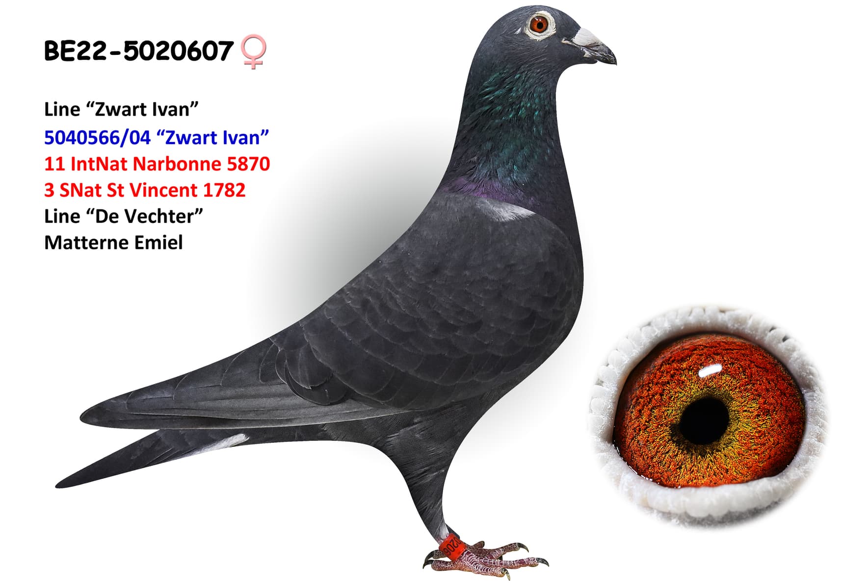 ‘Beautiful Black’ x Goede Vliegduivin’