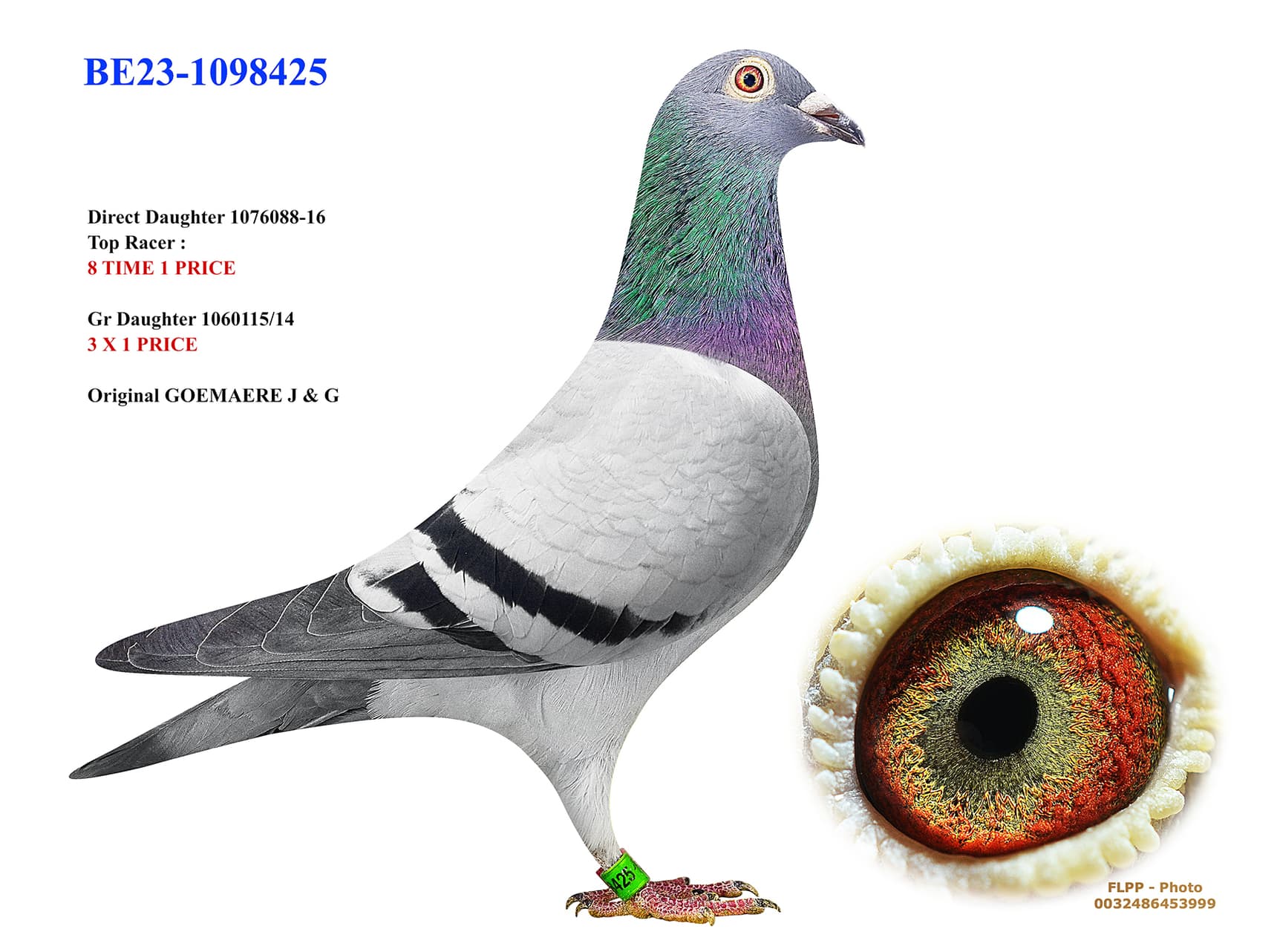 Dtr. Top racer 8 x 1st