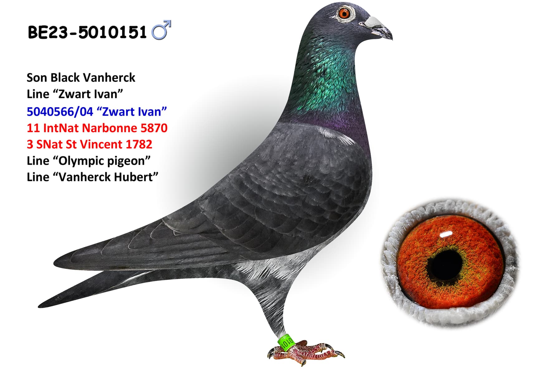 ‘Black Vanherck’ x ‘Good Racer Grand Fond’