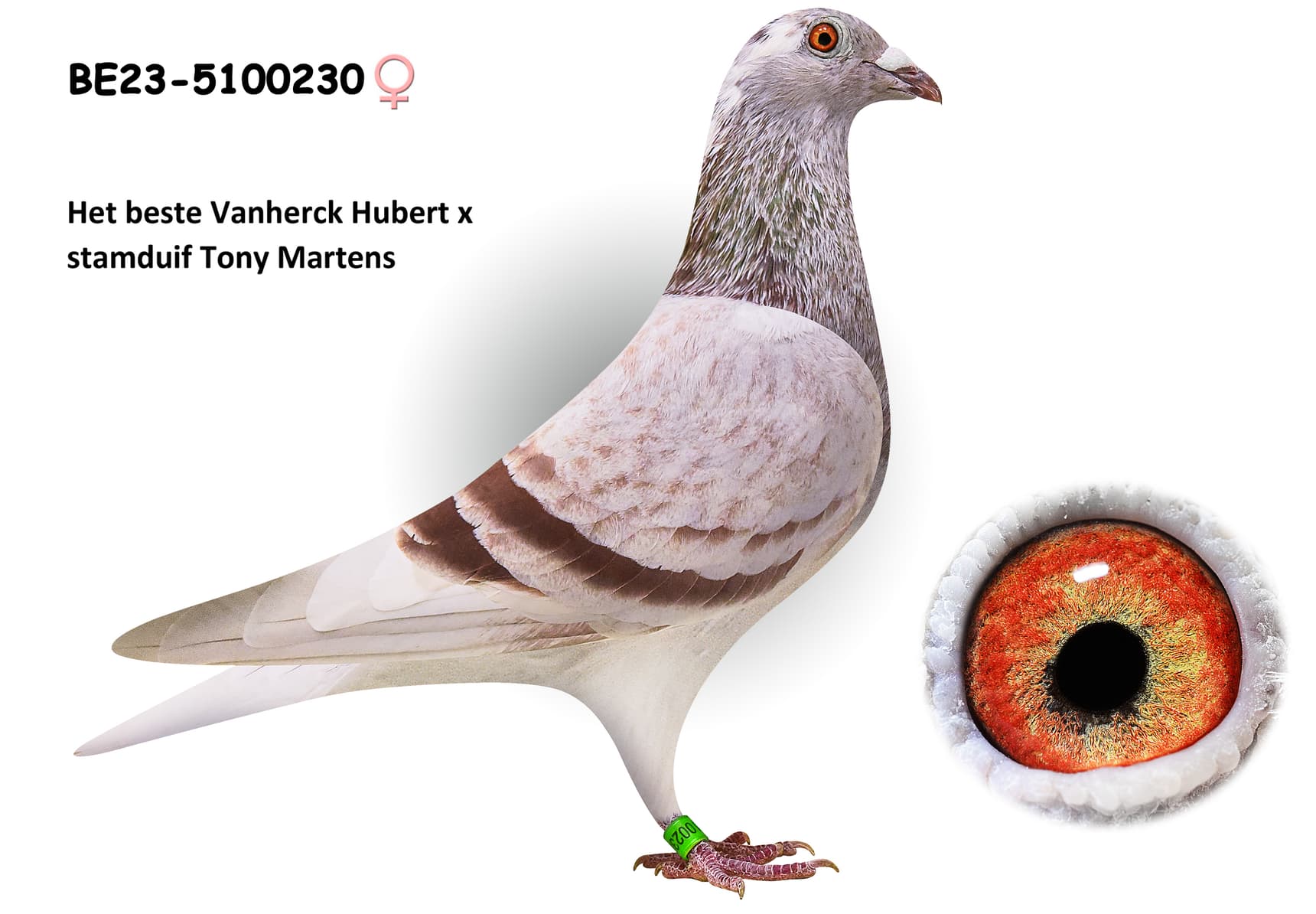 Het beste Vanherck Hubert x stamduif Tony Martens
