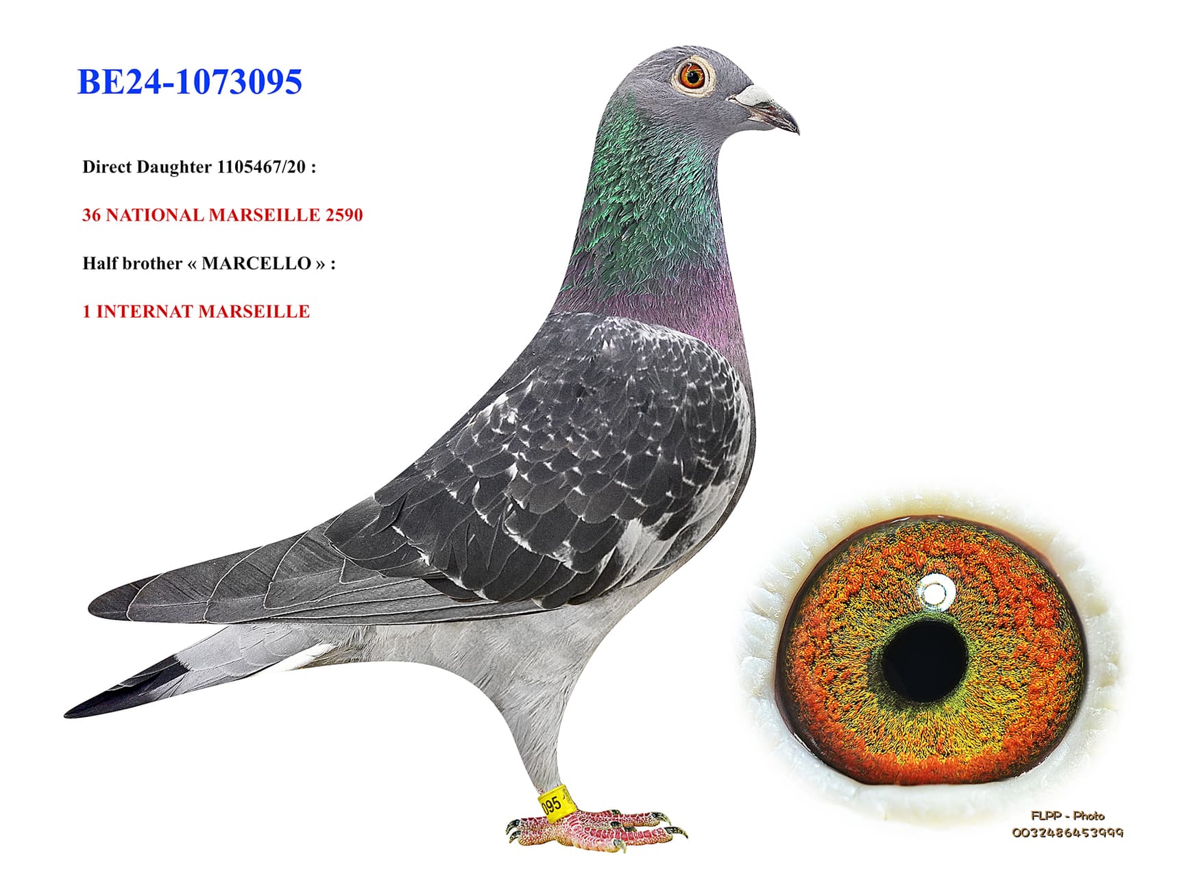 Daughter 36 Nat. Marseille