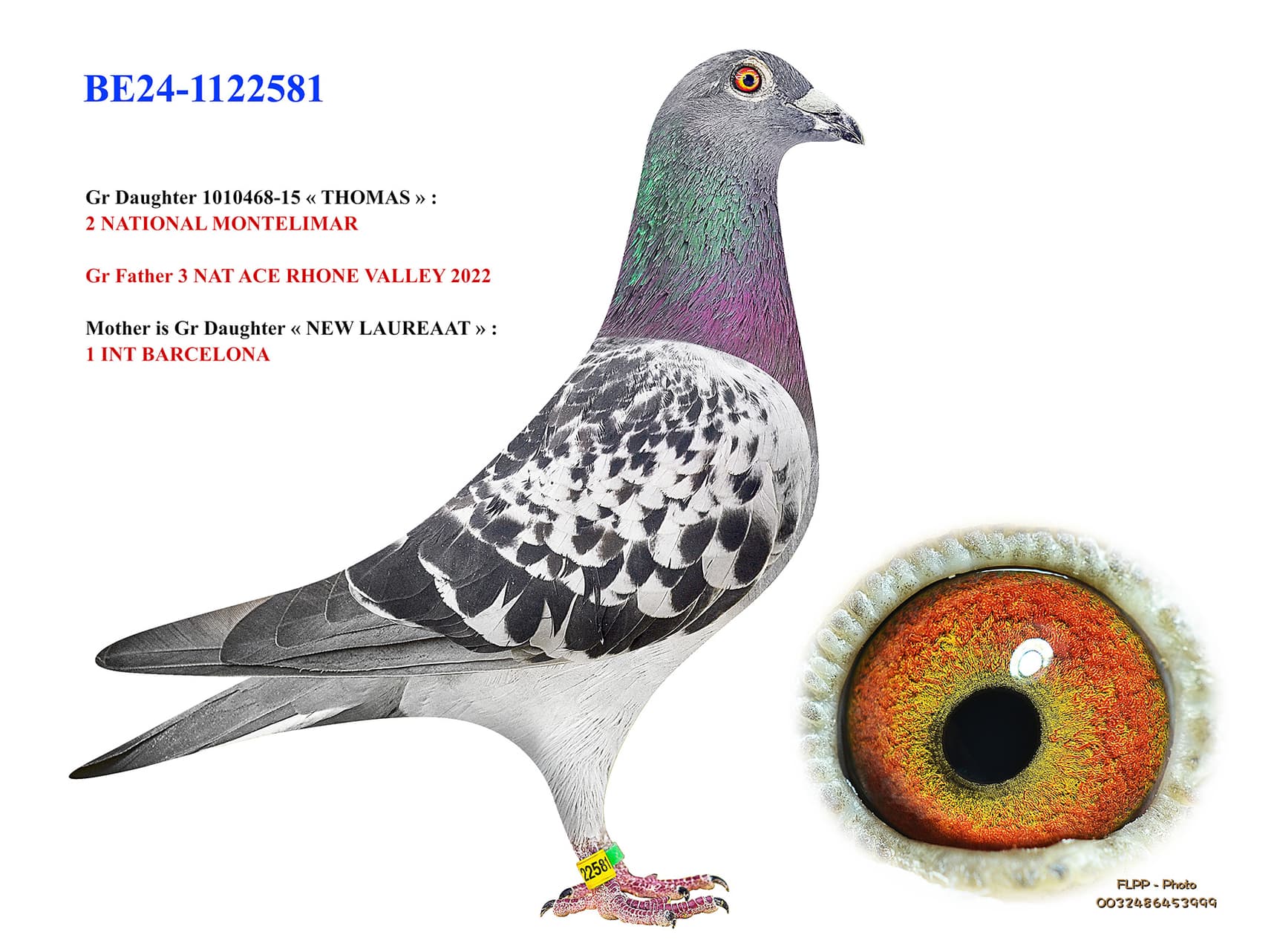 "Gr Daughter THOMAS"