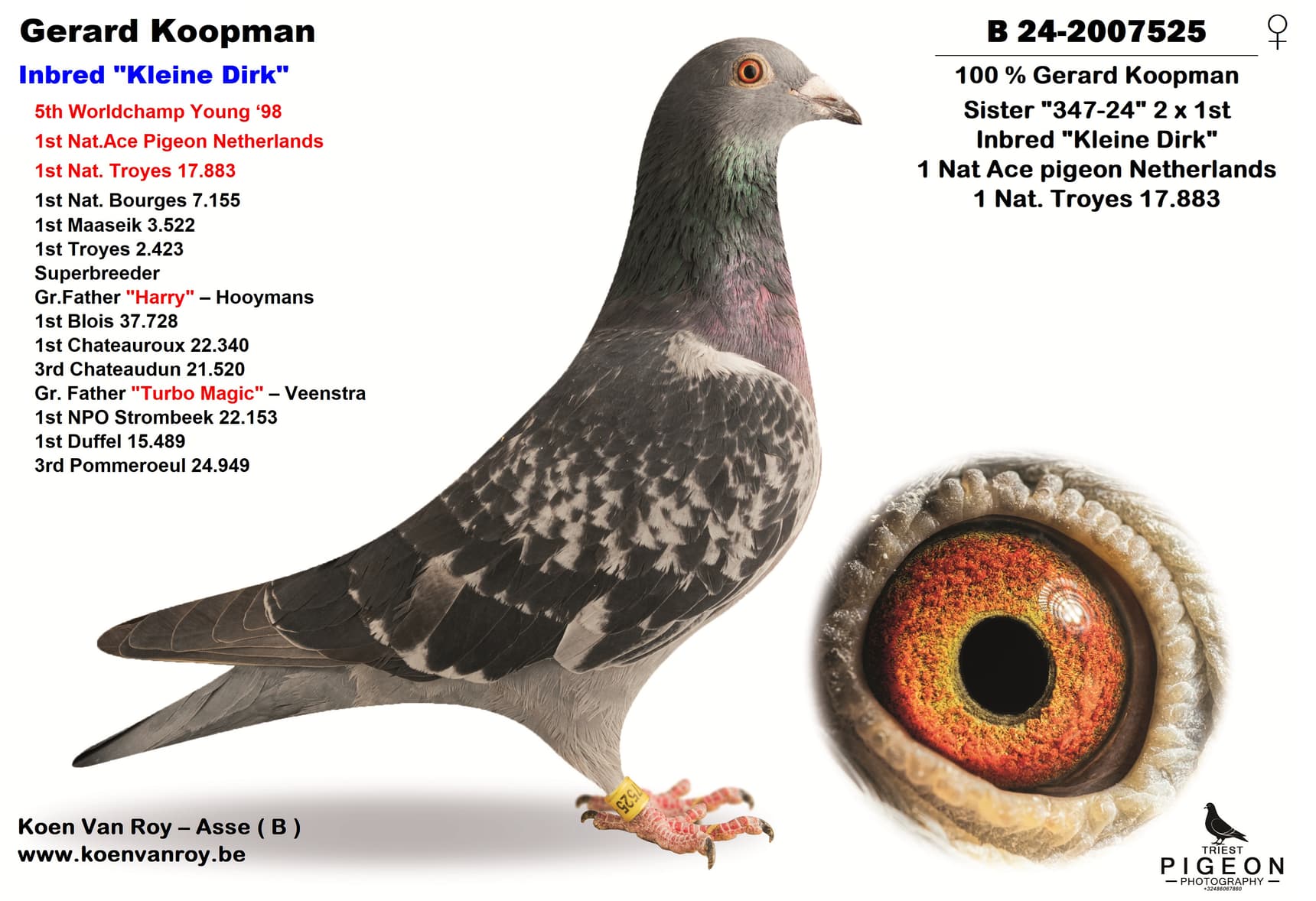 100 % Gerard Koopman Inbred "Kleine Dirk"