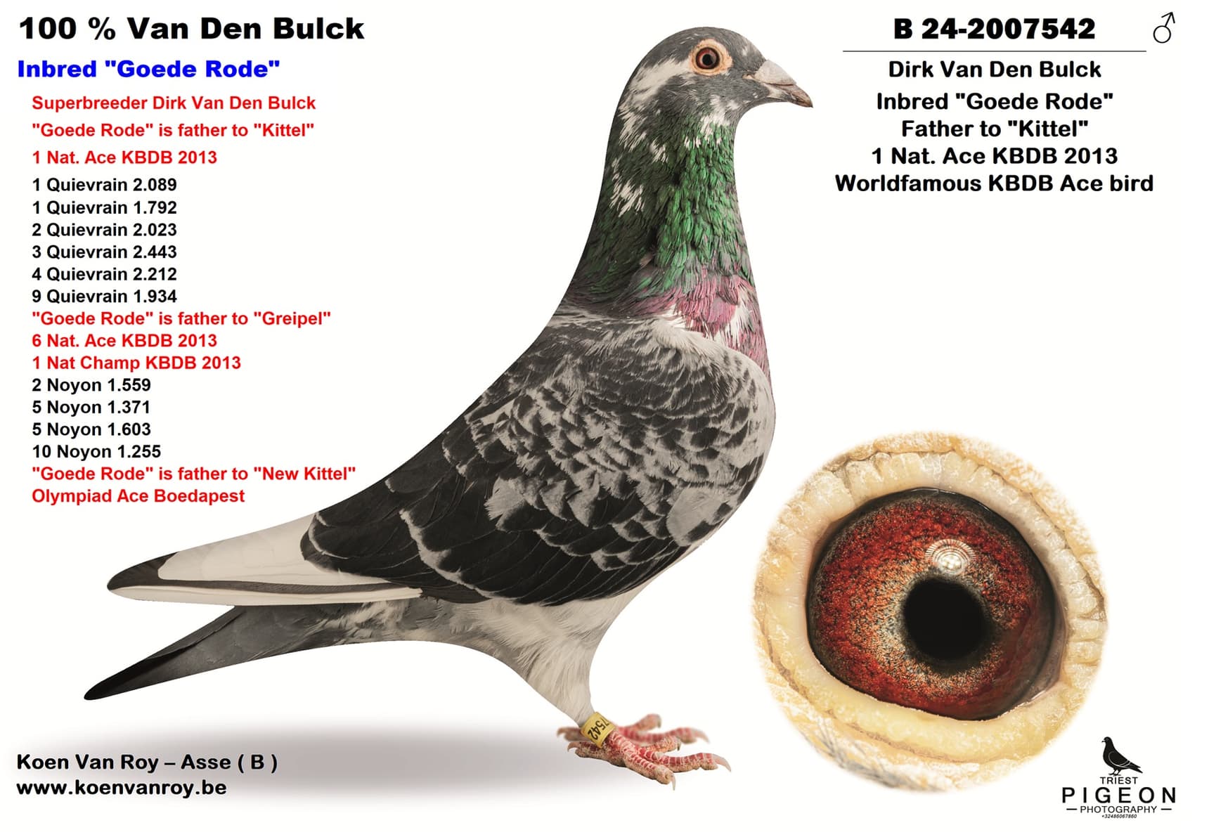 ‘Inbred Goede Rode 542’
