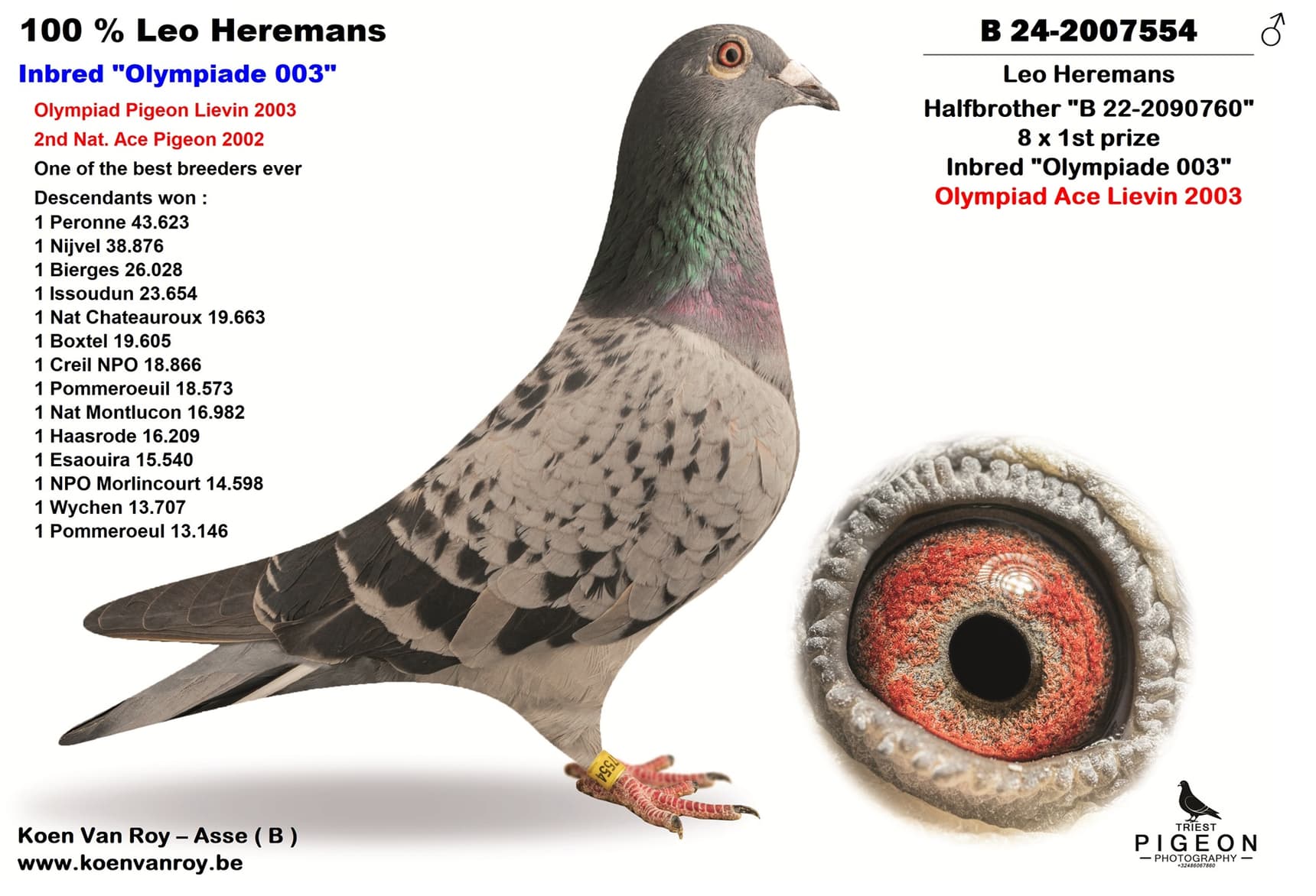 Heremans Halfbrother 8 x 1st prize