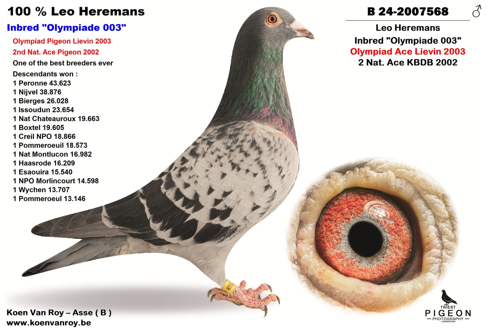 100 % Leo Heremans Inbred "Olympiade 003"