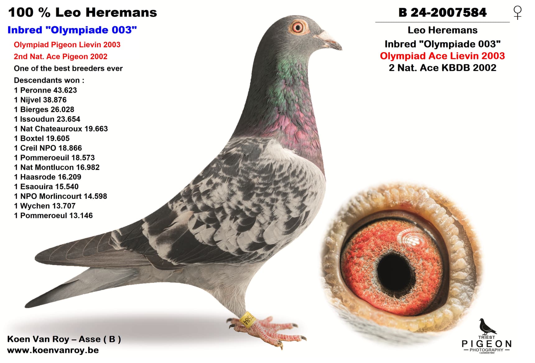 100 % Leo Heremans Inbred "Olympiade 003"