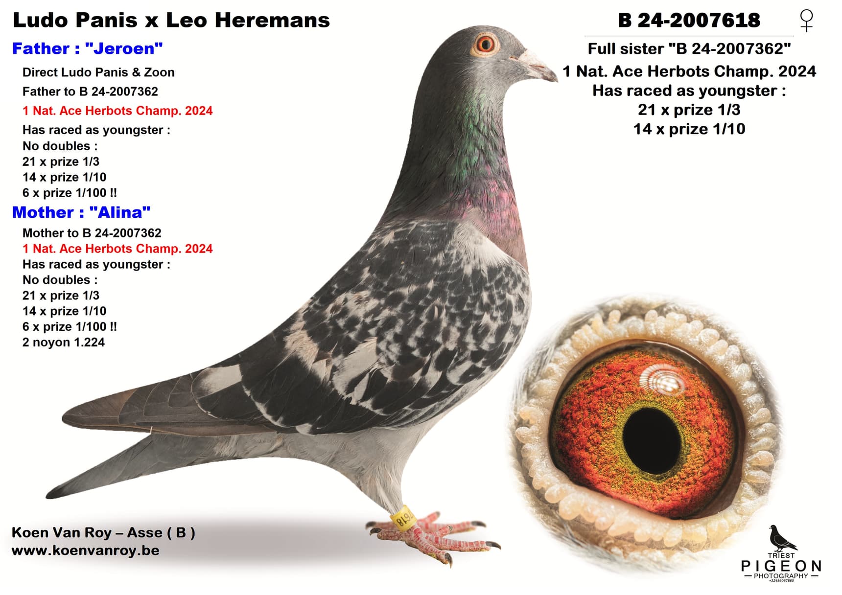 Full sister 1 Nat. Ace Herbots Champ. 2024