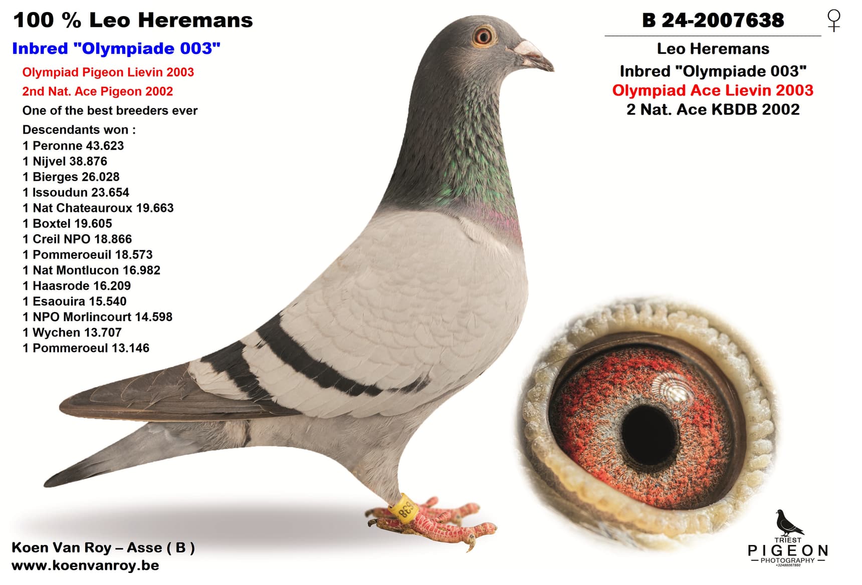 100 % Leo Heremans Inbred "Olympiade 003"