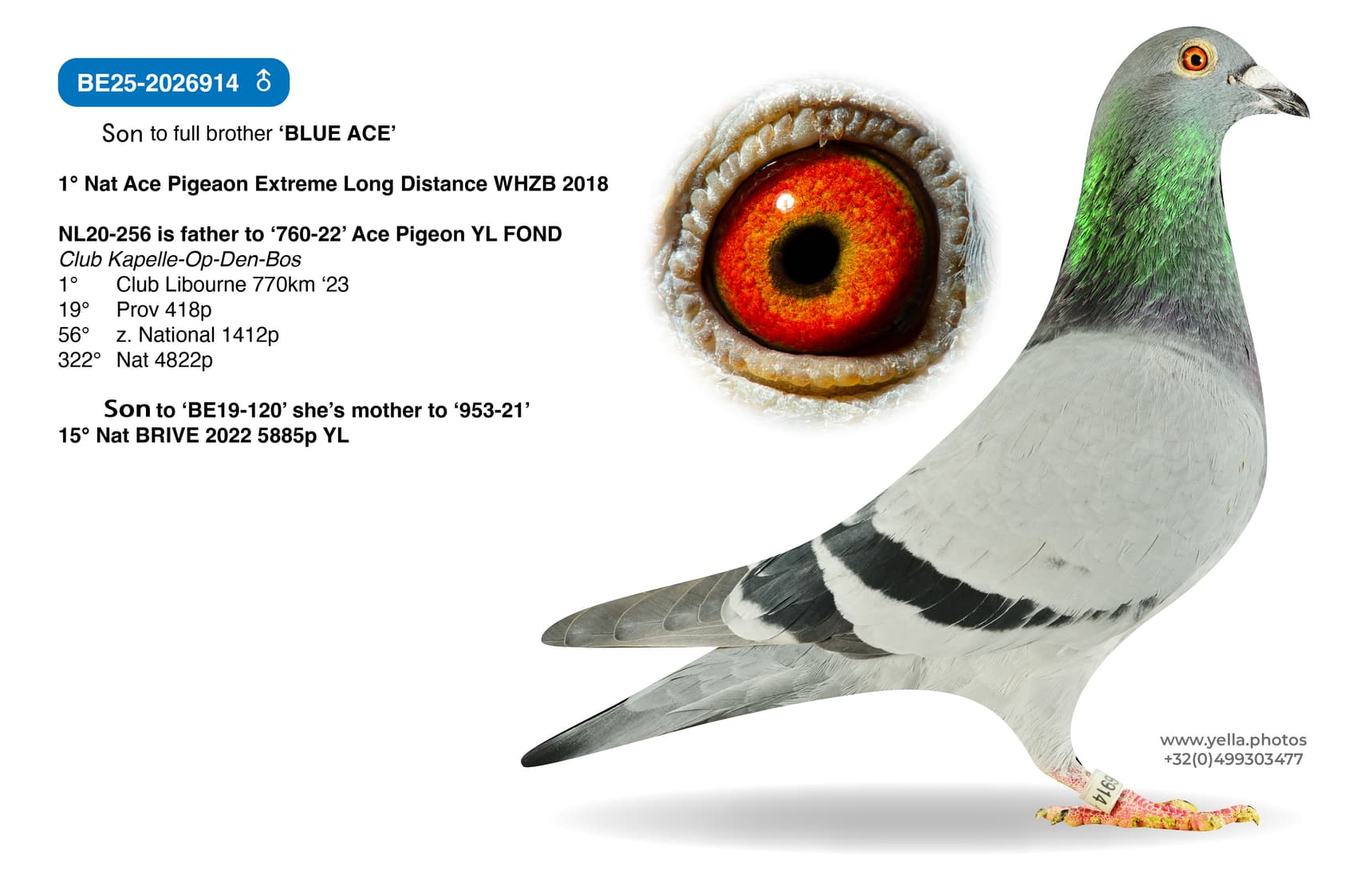 Son to full brother 'BLUE ACE'