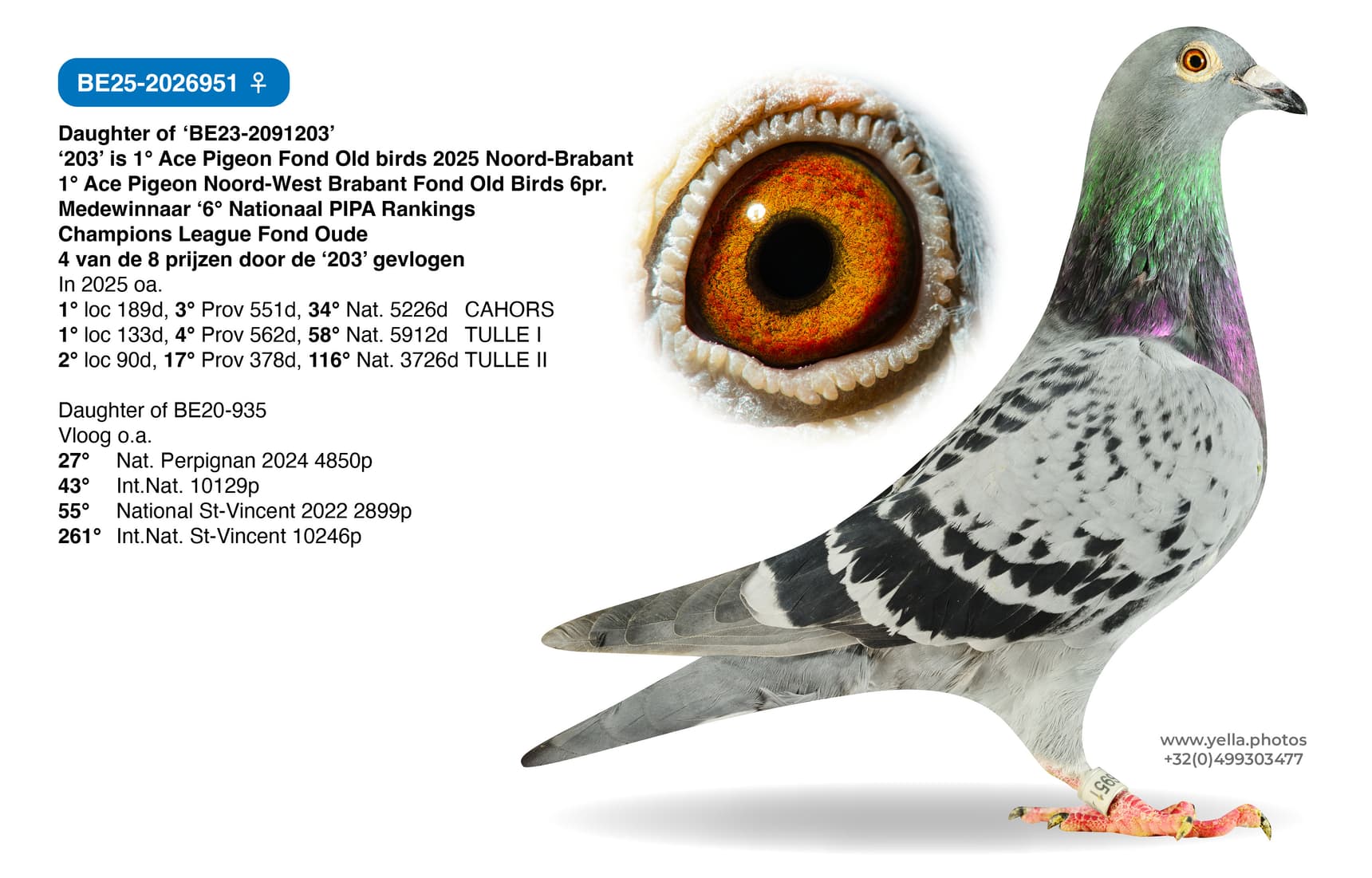 Daughter 1 Ace pigeon L.D. old 2025