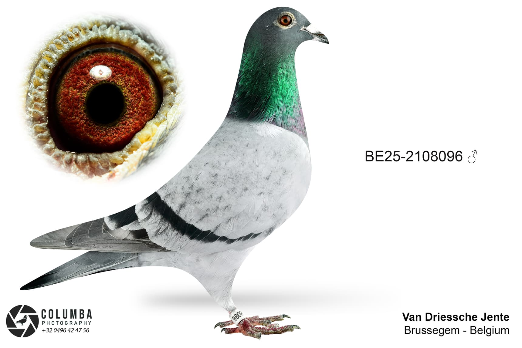 "Goed Grijs Kittel 096"