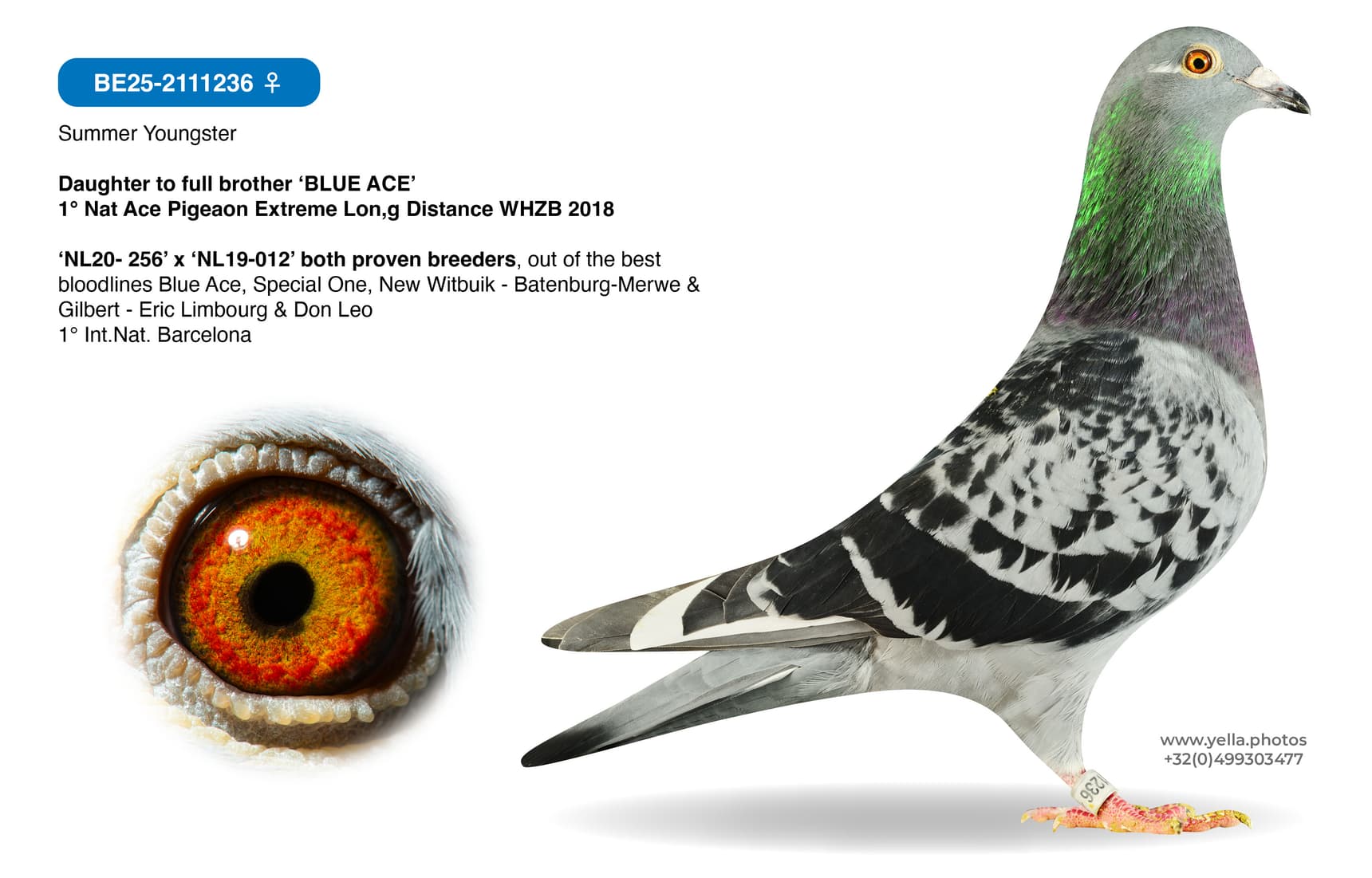 Daughter to full brother 'BLUE ACE'