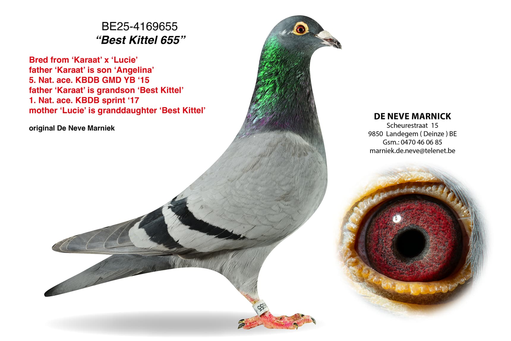 ‘Best Kittel 655’