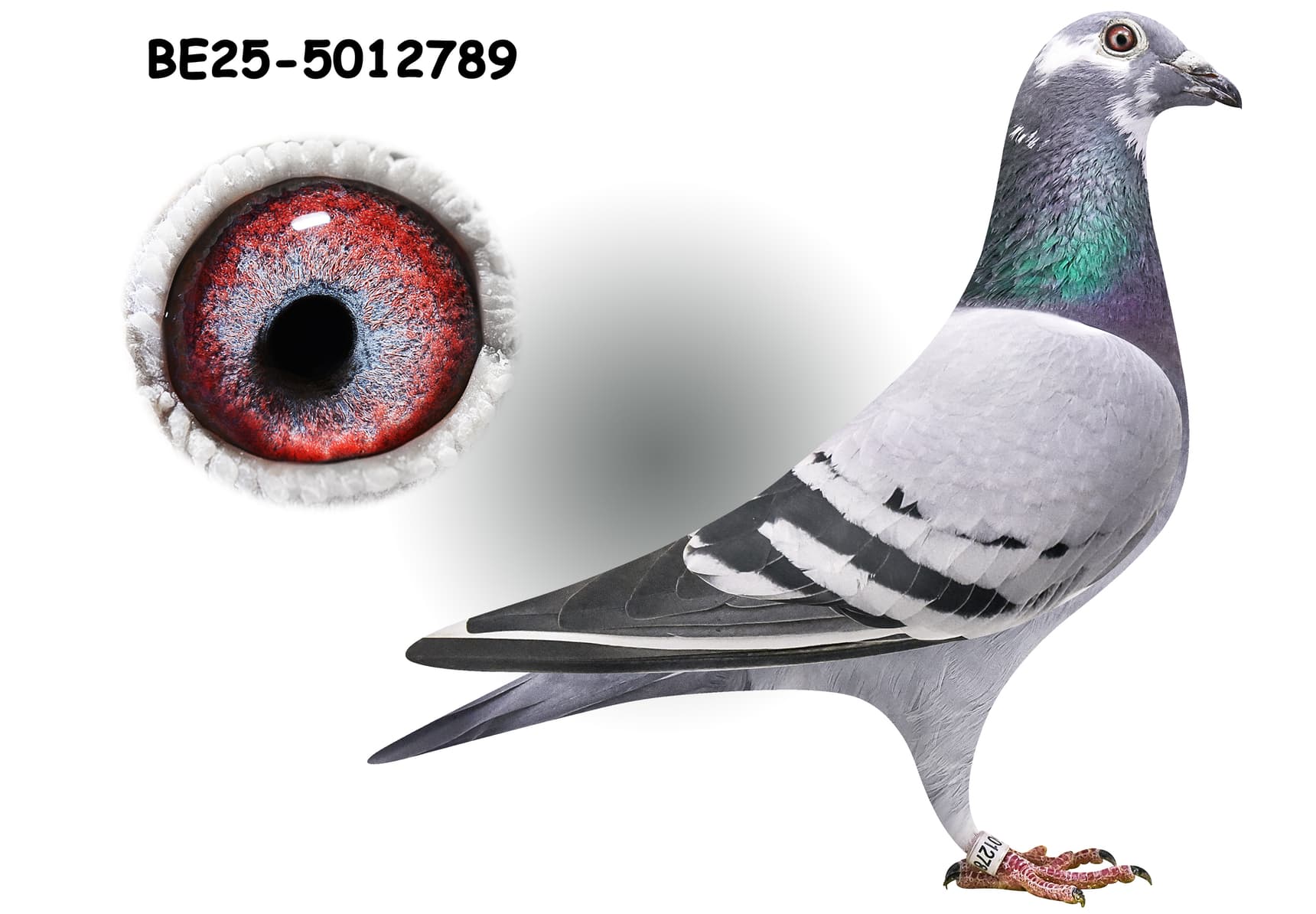 ‘Kl. Son Kittel’ x ‘White Feather Kittel’