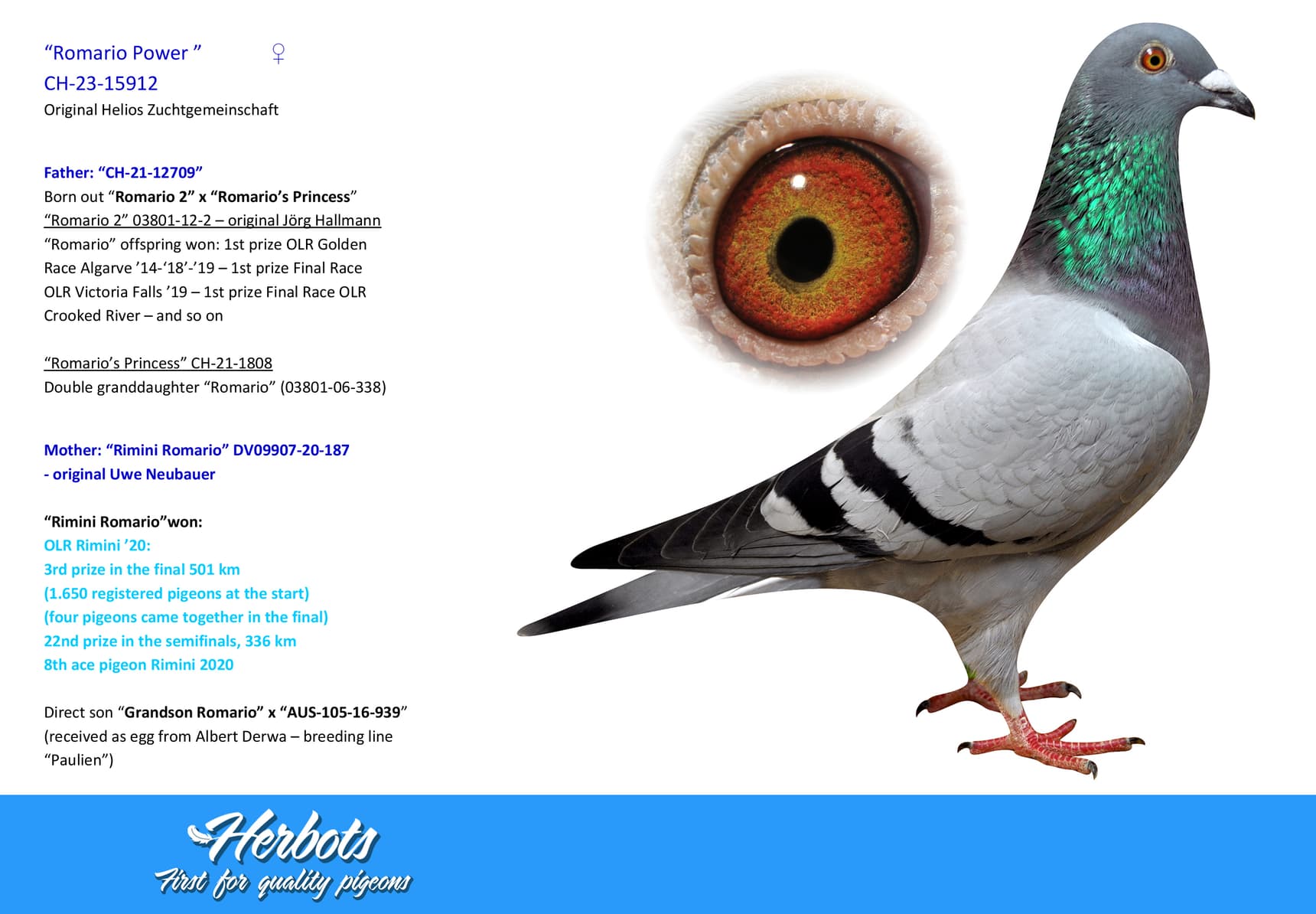 pigeon: undefined