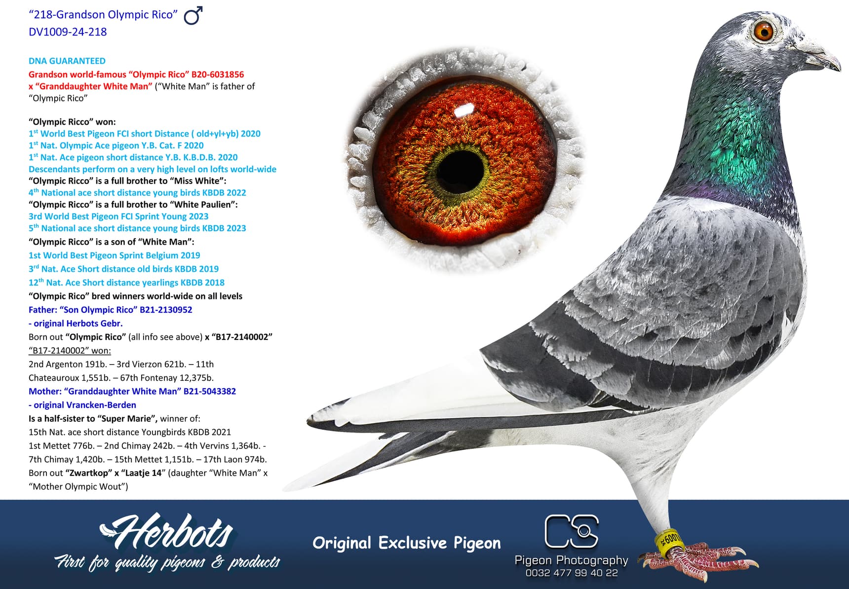 pigeon: “218-Grandson Olympic Rico”