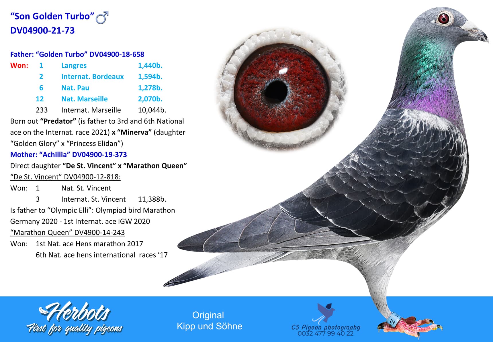 pigeon: undefined