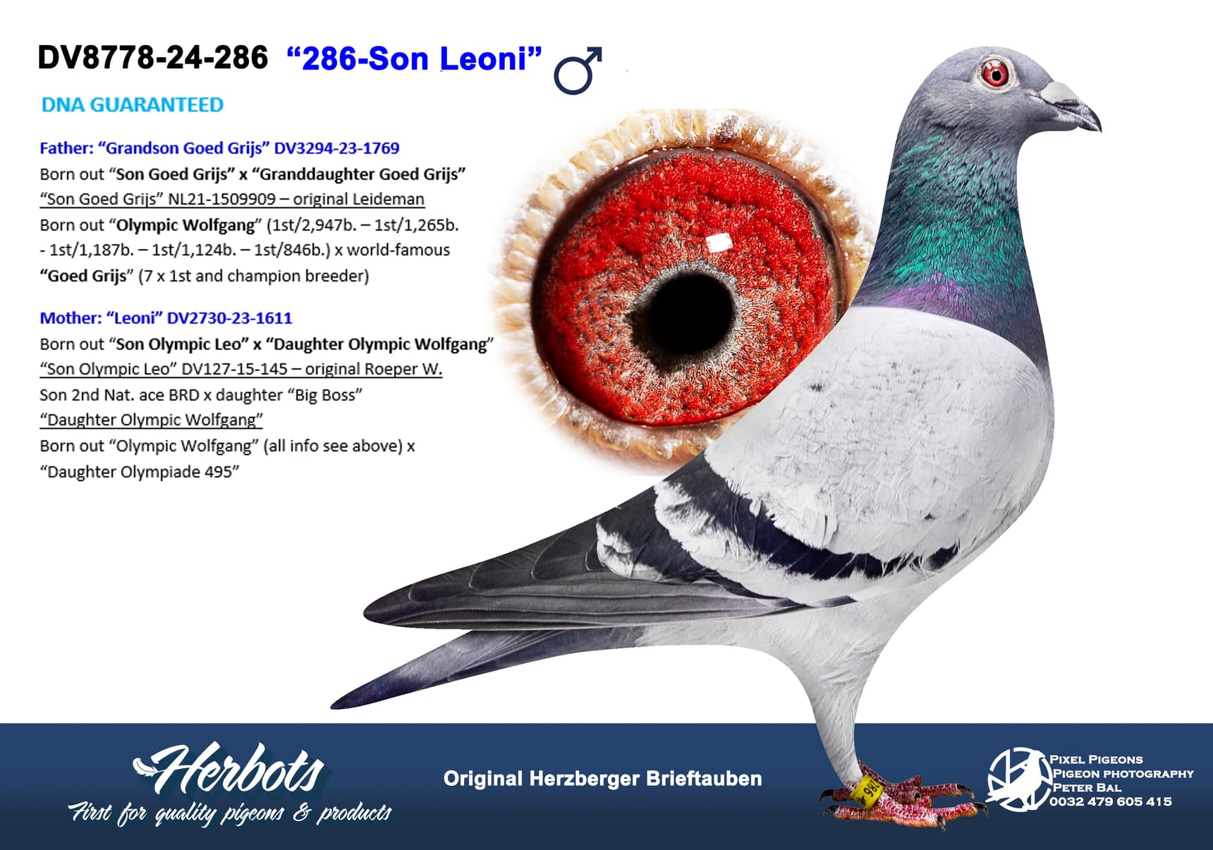 pigeon: undefined