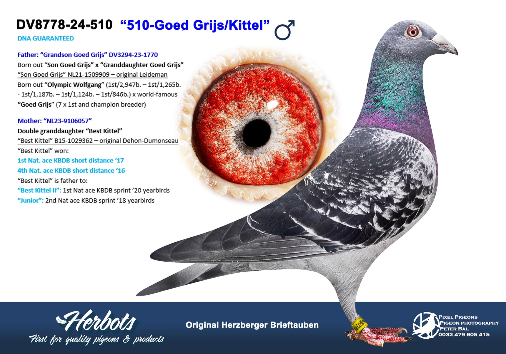 pigeon: undefined